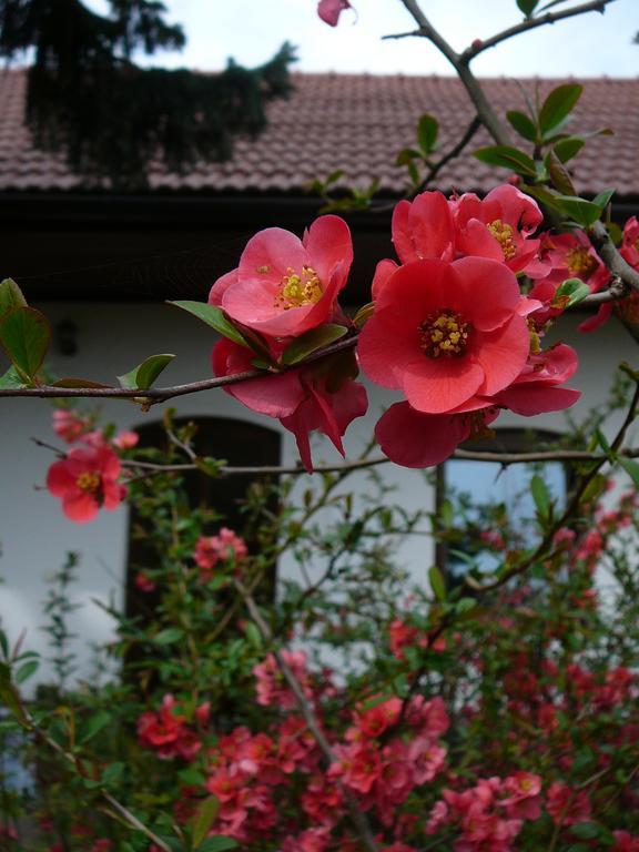 Ferienwohnung La Ferme de Sissi Smrzice Zimmer foto